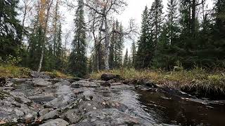 Relaxing Stream Sounds in Norwegian Wilderness 1 [upl. by Carissa362]