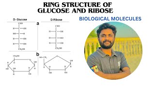 Ring structure of glucose and ribose Monosaccharides lecture 2  alpha and beta glucose form [upl. by Louis]