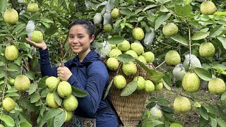 Harvesting guava fruit gardens to the market to sell  Making garden [upl. by Marvin]