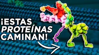 ¿Sabías que tenemos Máquinas Moleculares dentro del cuerpo [upl. by Marline]