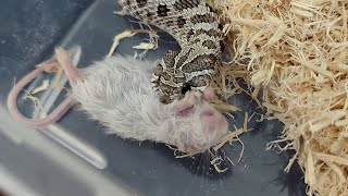 Labor Day Hognose Feedings [upl. by Avram173]