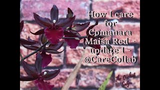 How I care for my Colmanara Maisa Red  Update 1  CareCollab [upl. by Alcock441]