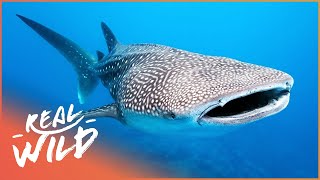 Whale Sharks The Gentle Giants Of The Sea  The Blue Realm  Real Wild [upl. by Det]