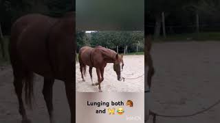 Lunging horse and kittens 😂 horse cheval kitten [upl. by Selway223]