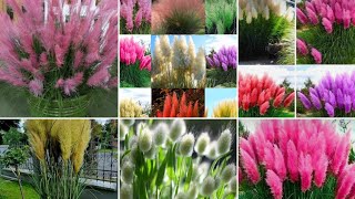 Unbelievable 😍 Ornamental Grasses plants They are also looks stunning natural Beauty 💁 [upl. by Nibbor]