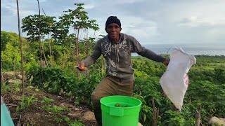 Reaping some more sweet peppers and soursop for the market [upl. by Okwu]