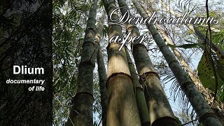 Giant bamboo Dendrocalamus asper  part 4 [upl. by Chafee976]