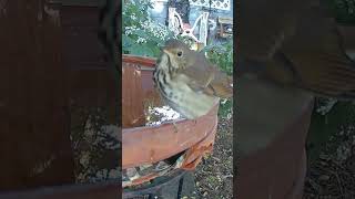 Hermit thrush at the bird bath [upl. by Neiht143]