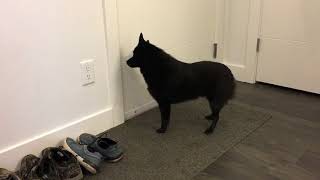 Schipperke dog greets his mom after two days away [upl. by Mattias]