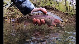 Fly Fishing Crane Creek  McCloud Rainbows [upl. by Ginni]