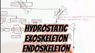 HydrostaticExoskeletonEndoskeleton umerfarooqbiology7083 [upl. by Prospero]