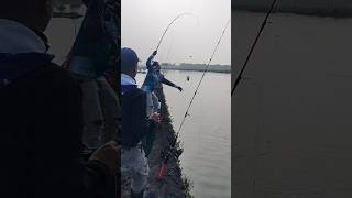 Vendor ikutan mancing bandeng ini wkwkw bmm fishing [upl. by Whitnell]