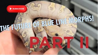 INSANE GROWUPS THE FUTURE OF BLUE LINE MORPHS [upl. by Ordisi463]