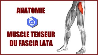 MUSCLE TENSEUR DU FASCIA LATA amp SYNDROME DE LESSUIEGLACE [upl. by Claudine]