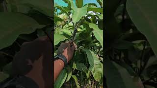 BLACK MANGO PLANTS AVAILABLE IN OUR NURSERY GARDEN nurserygarden farming [upl. by Aynatahs725]