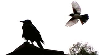 Wild Willie Wagtail Swooping an Australian Raven [upl. by Tamarra506]