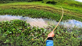 ESSE CÓRREGO SEMPRE É UMA SURPRESA Pescaria Caipira na Vara de Bambu [upl. by Bennett]