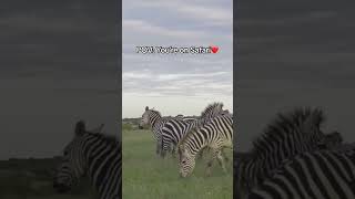 POV Youre on Safari  A Kenyan Wildlife Adventure 🦒🌿 travel kenyatravelguide safari [upl. by Lundgren400]