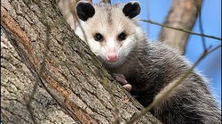 Curious fact of Opossum Opossums facts  Did you knowfactsnocturnalsknowledgefacts [upl. by Okoyik342]