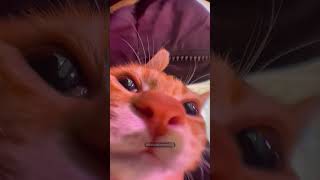 Hcatcatlover fumny fumnyvideos foryou fypage fyp fumnycatcats [upl. by Anuhsal]