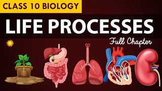 Life processes Full chapter  class 10 Animated video  10th BIOLOGY  ncert science  Chapter 7 [upl. by Jaddan]