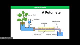 Potometer [upl. by Racklin]