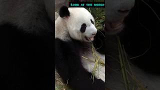 Panda Power Unveiling the Secrets of the Giant Panda [upl. by Yard]