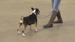 Miniature Bull Terrier BELLALU CATUVELLAUNI [upl. by Wardlaw]