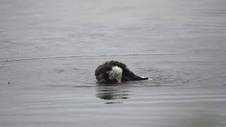 Bald Eagle taking a bath at Potters Marsh Anchorage AK Part 1 [upl. by Engud]