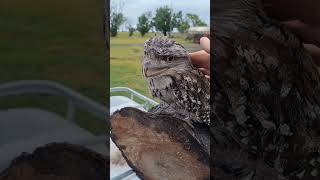 Wild Tawny Frogmouth birds owl wildlife animals nature [upl. by Tamqrah]