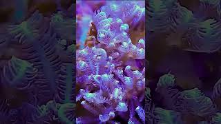 Mesmerizing Anthelia A Beautiful Addition to Your Reef Aquarium shorts [upl. by Netsud655]