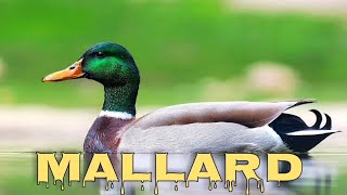 Mallard sound wild duck call [upl. by Rihaz]