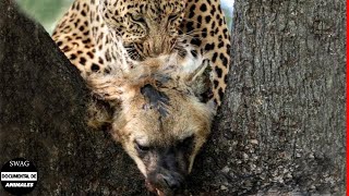 El Leopardo Ataca Y Se Come A La Hiena Para Vengarse Y ¿Qué Sucede Después  Animales Salvajes [upl. by Bridgid]