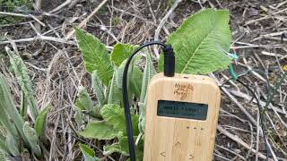 Elecampane Sings with Music of the Plants Bamboo M Device [upl. by Carmelita]