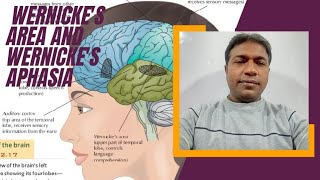 Neuroscience and Behavior Lecture21 Wernickes Area and Wernickes Aphasia [upl. by Brine616]