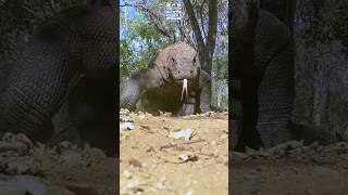 Massive Komodo Dragon Nature Walk Caught on Camera Short [upl. by Whittaker]