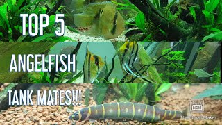 Top 5 Angelfish tank mates [upl. by Tessi]