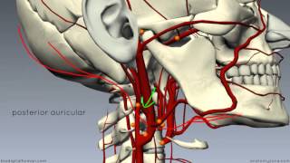 External Carotid Branches  3D Anatomy Tutorial [upl. by Artenehs122]