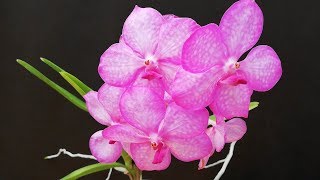 Orquídea Vanda Cómo cuidar a Raíz desnuda o en maceta con sustrato [upl. by Benia]