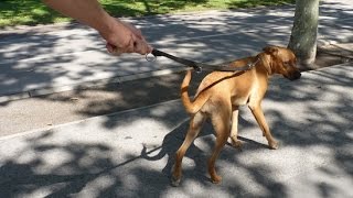 EL PERRO QUE TIRA DE LA CORREA Conexión Asturias TPA  JR Batallé Educación canina [upl. by Hsiwhem]