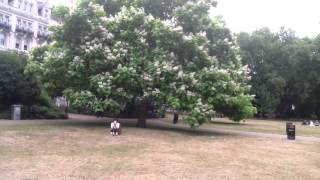 Catalpa Tree  Lincolns Inn Fields  London [upl. by Smith]