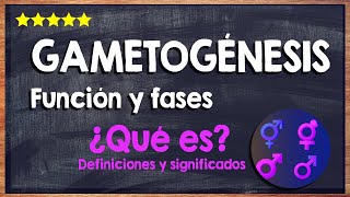 🙏 ¿Qué es la gametogénesis  Función y fases de la gametogénesis 🙏 [upl. by Leveridge501]