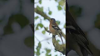 Chaffinch Singing  Bird Sounds [upl. by Imot]