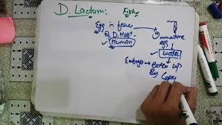 diphyllobothrium latum 😋😋 diphyllobothrium latum life cycleparasitology microbiology 2 [upl. by Annelak505]