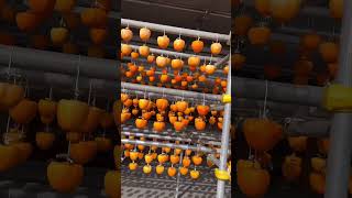 Dried Persimmon satisfying shorts persimmon fruits [upl. by Dent]