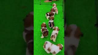 cute dogssizu loverspetshoppedog lovers sizu tizu puppies pleasesubscribe friend s [upl. by Treat]