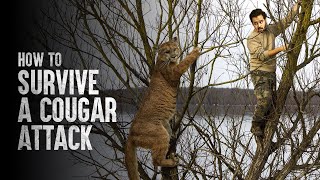 How to Survive a Cougar Attack [upl. by Eimmelc]