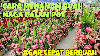 CARA MENANAM BUAH NAGA DALAM POT AGAR CEPAT BERBUAH DI HALAMAN RUMAH [upl. by Brunell99]