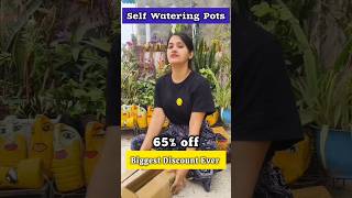 ऑनलाइन पौधों की नर्सरी 🪴Online Plants with Selfwatering Pots💧🌱 shorts onlineplants [upl. by Lipscomb207]