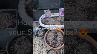 Planting Spring Bulbs😍autumngarden springgarden [upl. by Egief]